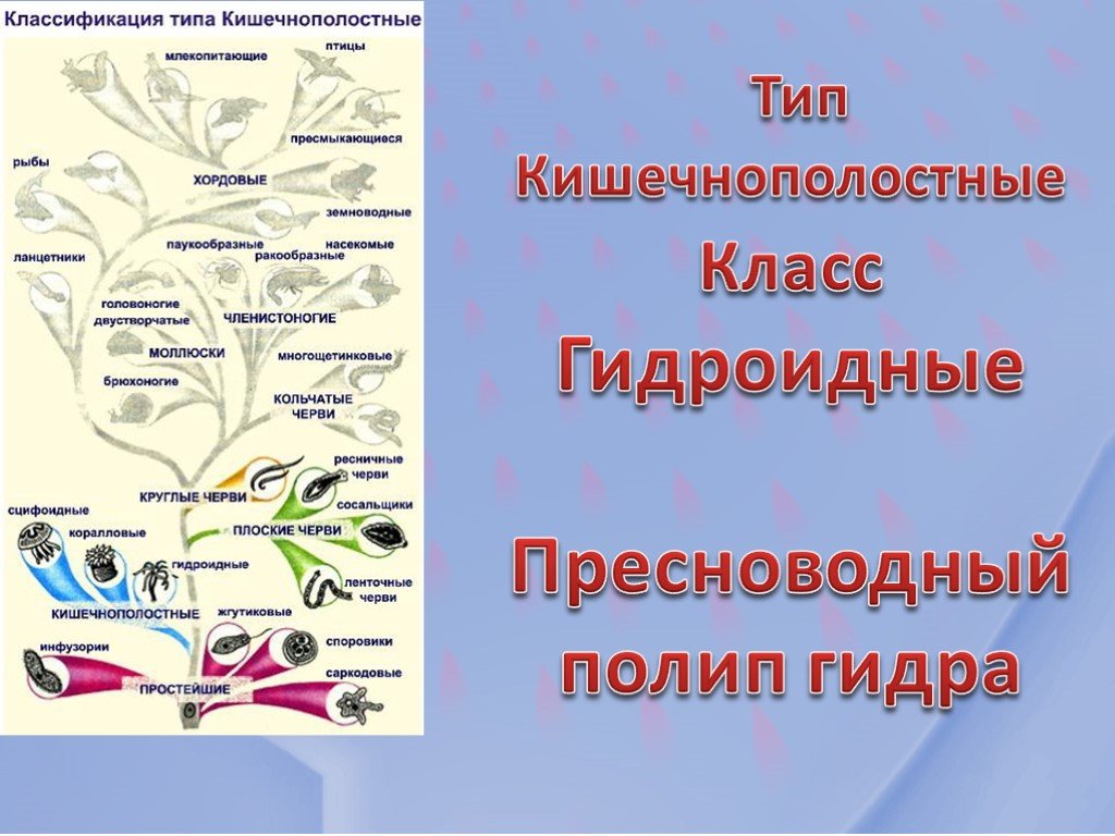 Кракен как зайти через тор браузер