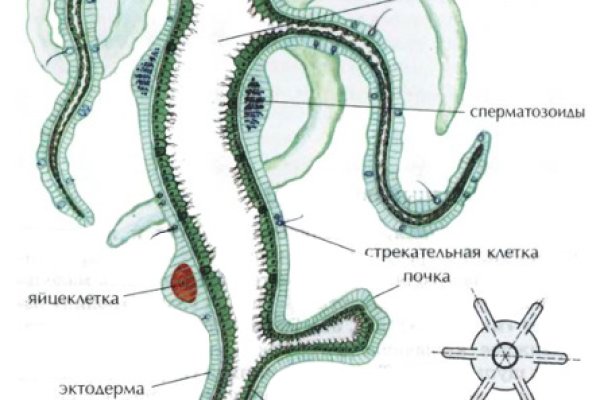 Kraken17at